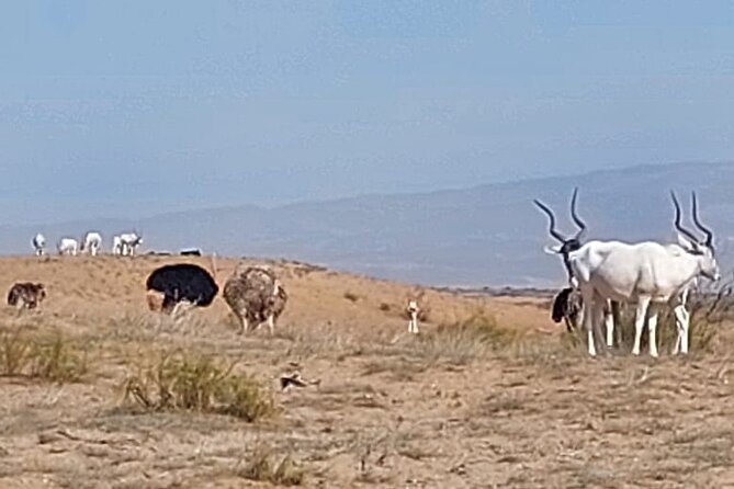 Souss Massa National Park Half Day Trip From Agadir - Traveler Photos and Reviews