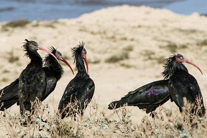 Souss Massa National Park Half Day Trip From Agadir - Additional Information