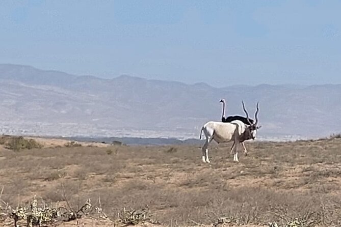 Souss Massa National Park Half Day Trip From Agadir - Directions to Souss Massa National Park