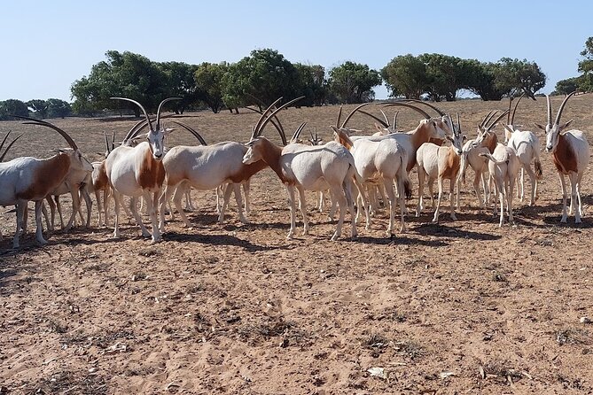 Souss Massa National Park Half Day Trip From Agadir - Highlights of the Tour