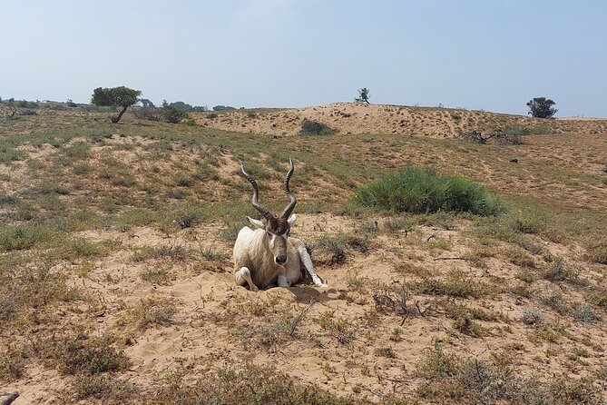 Souss Massa National Park Half Day Trip From Agadir - Tips for a Successful Half Day Trip