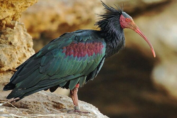 Souss Massa National Park Wildlife Safari W/Lunch  - Agadir - Traveler Photos and Reviews