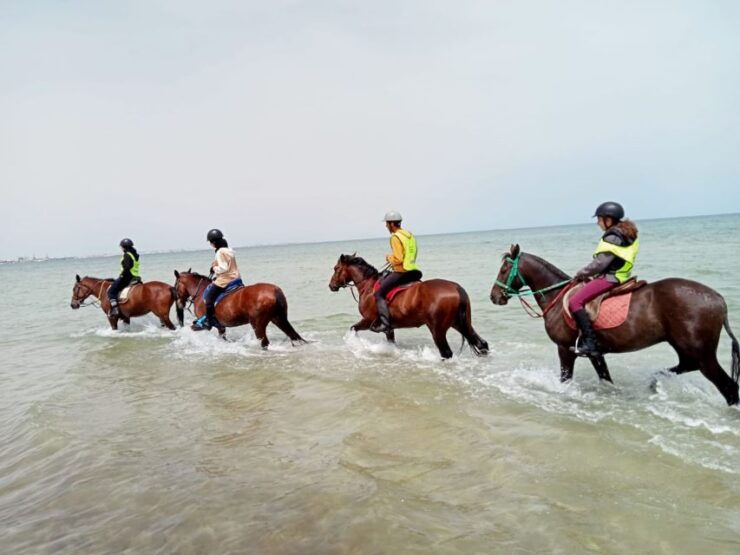 Sousse/Monastir: Private Horseback Riding Trip With Transfer - Activity Details