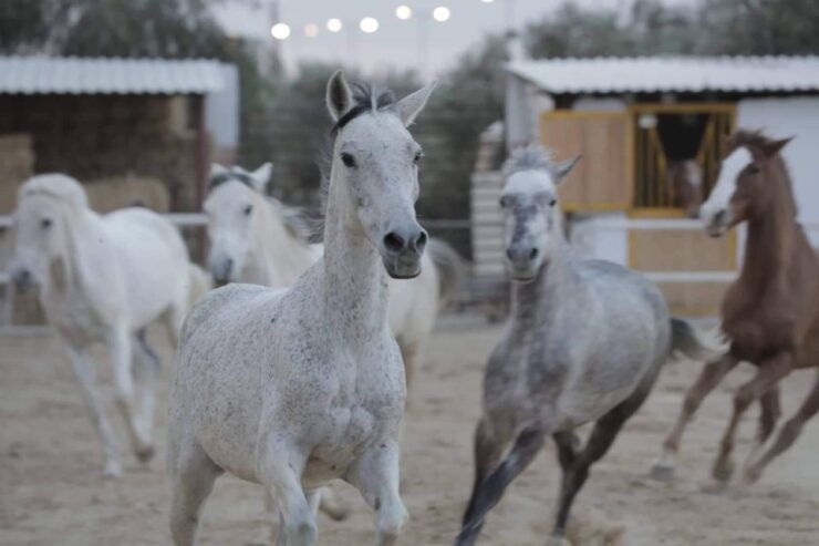 Sousse/Monastir: Private Horseback Riding Trip With Transfer - Highlights of the Activity