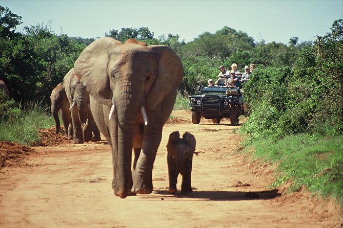 South Africa Cape Town , Big Five Safari Gateway Tour - Tour Highlights