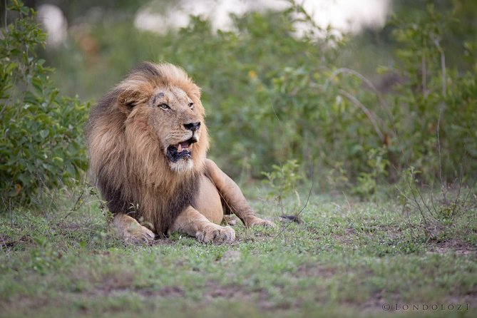 South Africa Cape Town, Big Five Safari Gateway Tour - Tour Highlights