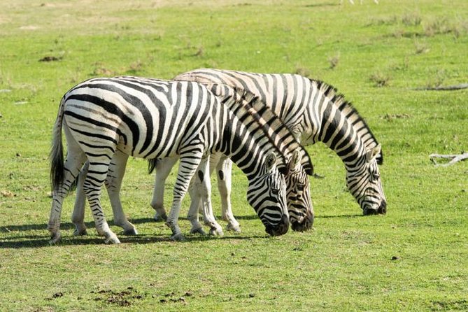 South Africa-Cape Town ( the Best Big Five Safari Tour ) - Tour Location and Duration