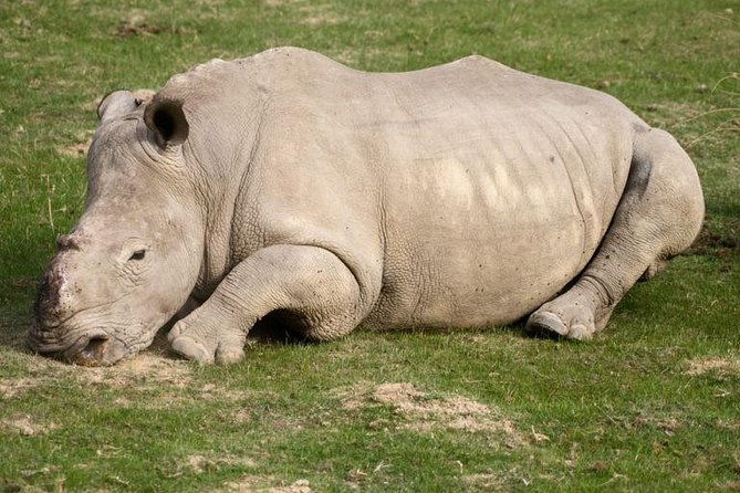 South Africa-Cape Town ( the Best Big Five Safari Tour ) - Admission Ticket and Private Tour Details