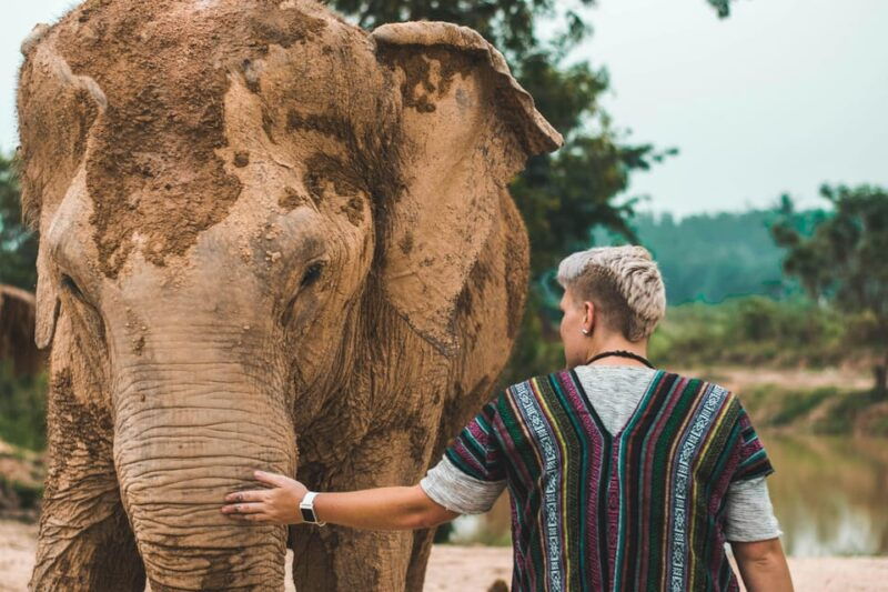South Africa from Joburg: Elephant Sanctuary Half Day Tour - Good To Know