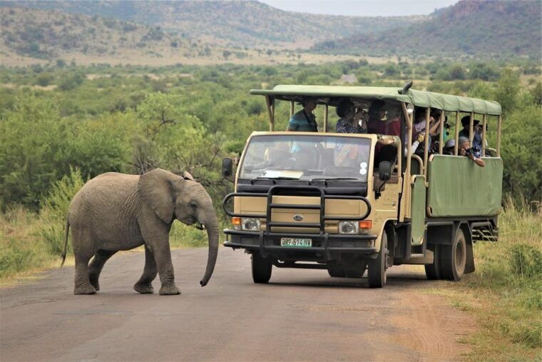 South Africa from Joburg: Elephant Sanctuary Half Day Tour - Authentic Experiences Highlighted in Reviews