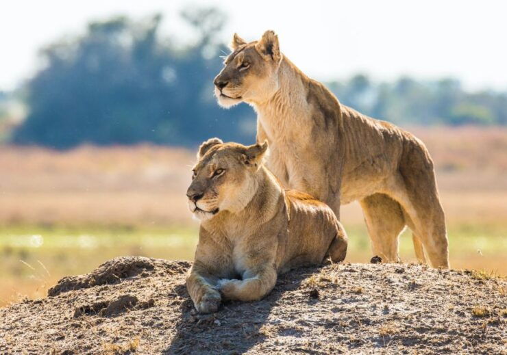 South Africa to Kruger National Park Adventure - Good To Know