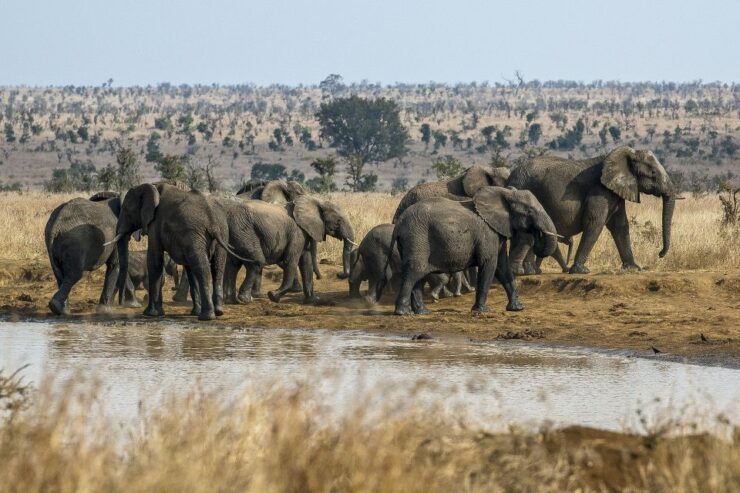 South Africa to Kruger National Park Adventure - Pricing and Booking Details
