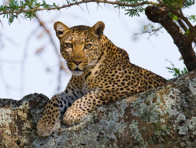 South Africa to Kruger National Park Adventure - Detailed Itinerary