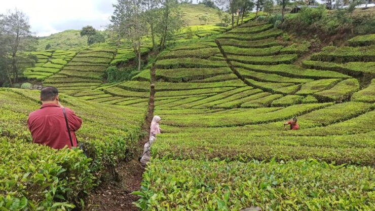 South Bandung: Volcano, Hot Spring, Mud Bathing & Lake Tour - Overview of South Bandung Tour