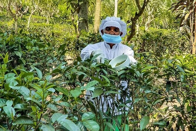 South Coast Highlights Tour From Colombo - Tour Inclusions