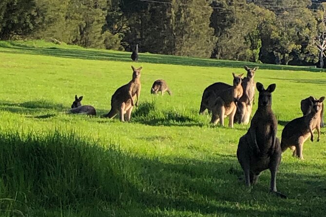 South Coast Nature Tour - Tour Overview and Details
