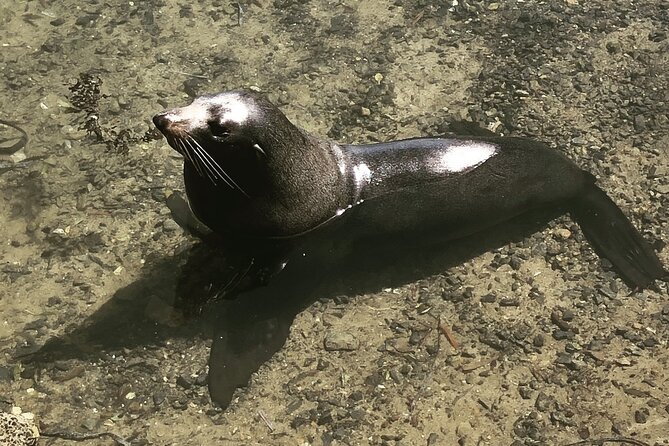 South Coast Nature Tour - Traveler Reviews