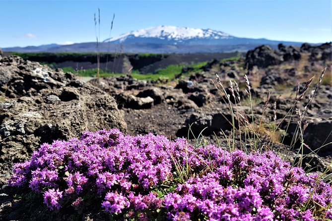 South Coast Private Day Tour - up to 9 Passengers - Product Details