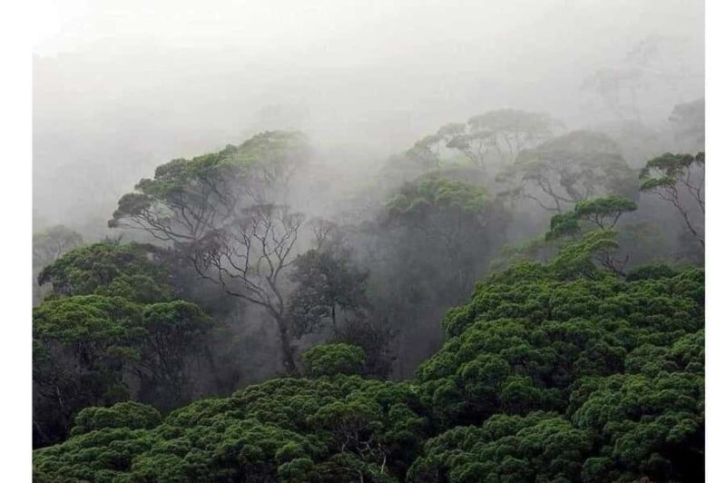 South Coast: Sinharaja Rainforest Walk and Waterfall - Good To Know