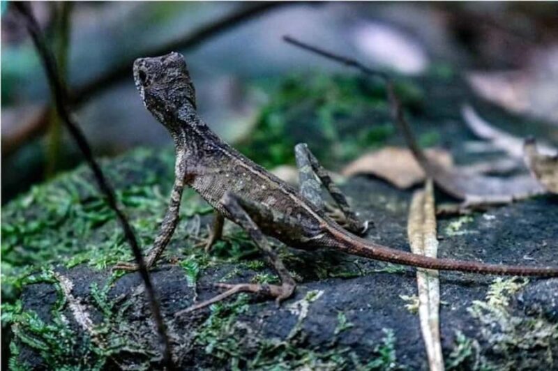 South Coast: Sinharaja Rainforest Walk and Waterfall - Practical Tips for Your Visit