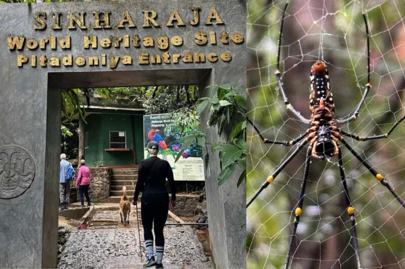 South Coast: Sinharaja Rainforest Walk and Waterfall - Who Should Consider This Tour?
