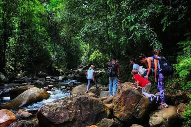 South Coast: Sinharaja Rainforest Walk and Waterfall - South Coast: Sinharaja Rainforest Walk and Waterfall — A Detailed Review