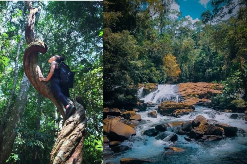 South Coast: Sinharaja Rainforest Walk and Waterfall - Real Traveler Insights and Tips
