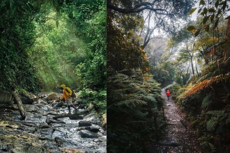 South Coast: Sinharaja Rainforest Walk and Waterfall - Who Will Love This Tour?