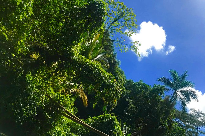 South Coast Tour: YS Falls, Black River Safari - Tour Highlights