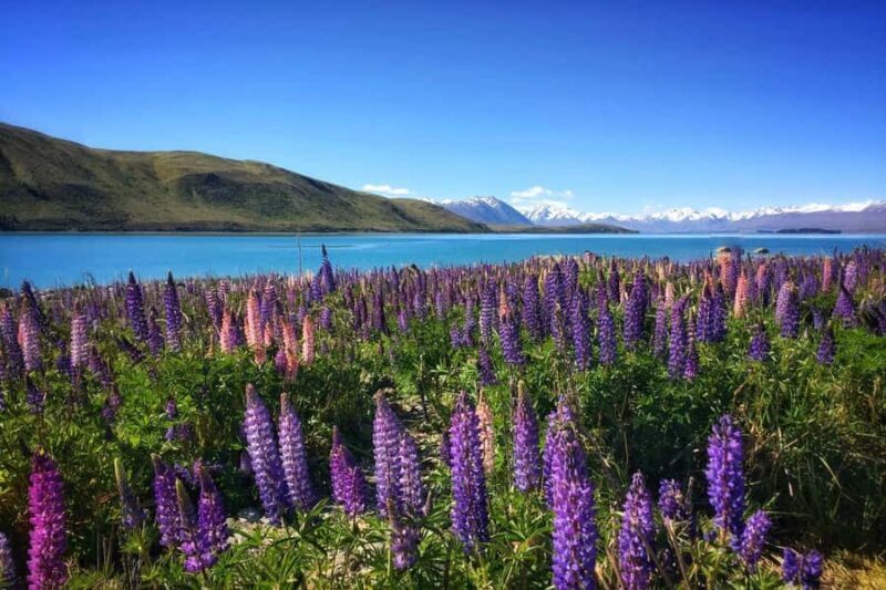 South Island Highlights: 9-Day New Zealand Adventure - Who Would Love This Tour?