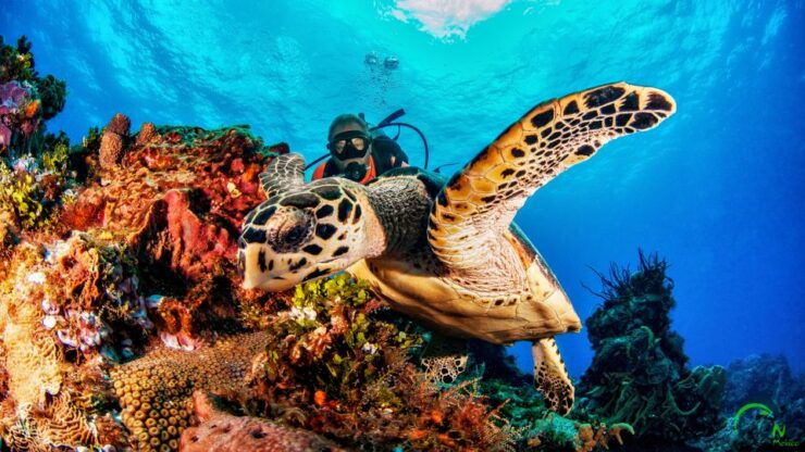South Marine Park & Cozumel Reef Scuba Diving Tour - Booking Details