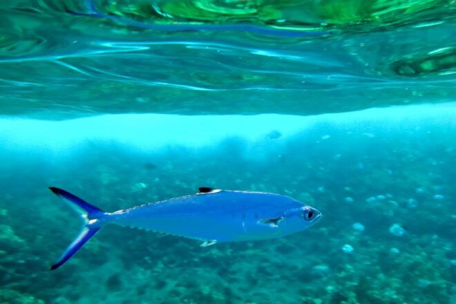 South Maui: Eco Friendly Molokini and Turtle Town Tour - Customer Reviews
