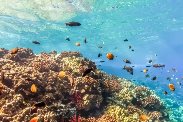 South Maui: Eco Friendly Molokini and Turtle Town Tour - Additional Information