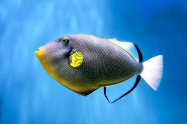 South Maui: Eco Friendly Molokini and Turtle Town Tour - Common Questions