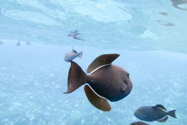 South Maui: Eco Friendly Molokini and Turtle Town Tour - The Sum Up