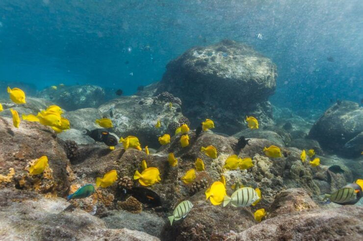 South Maui: Lanai Snorkel & Dolphin Watch From Maalaea - Activity Details