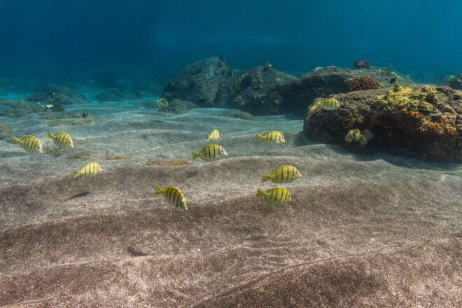 South Maui: Lanai Snorkel & Dolphin Watch From Maalaea - Inclusions