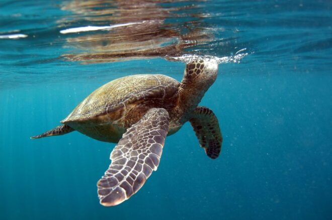 South Maui: Makena Bay Stand-Up Paddle Tour - Directions