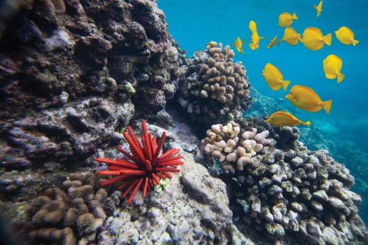 South Maui: Molokini Crater and Turtle Town Snorkeling Trip - Highlights