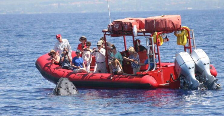 South Maui: Molokini Snorkel & Forbidden Coast Tour - Experience