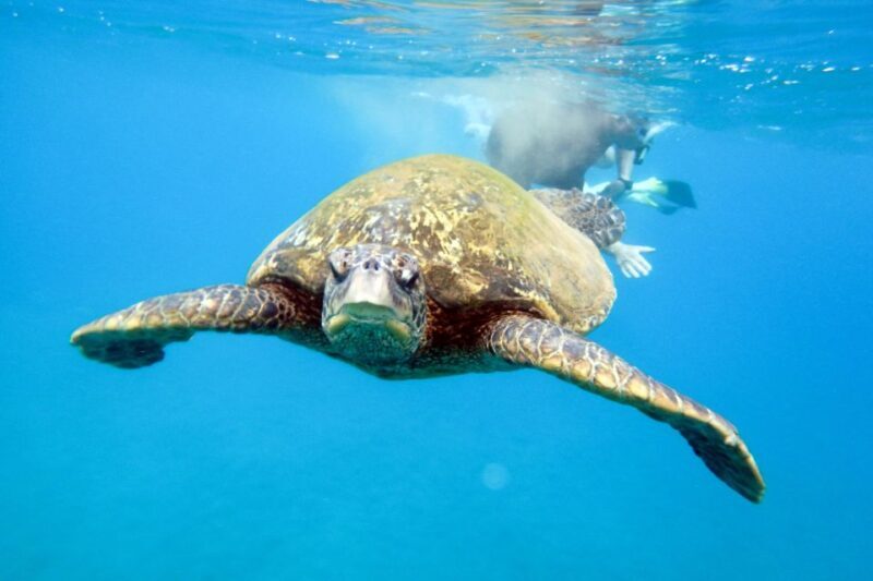 South Maui: Molokini & Turtle Adventure from Maalaea Harbor - FAQs