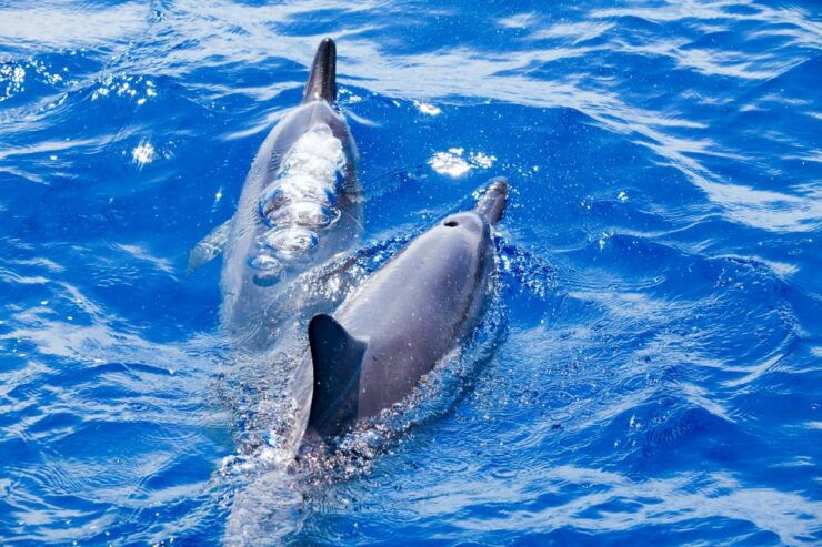 South Maui: Molokini Wild Eco Adventure From Maalaea Harbor - Itinerary