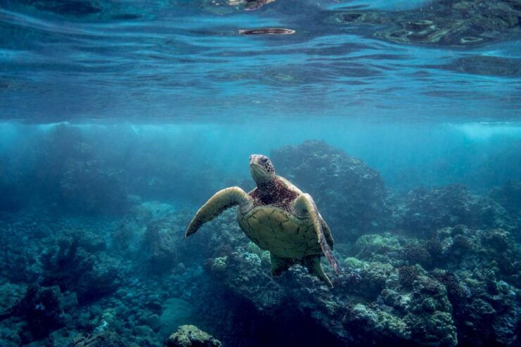 South Maui: Premium Turtle Town Kayak and Snorkel Tour - Activity Details and Benefits