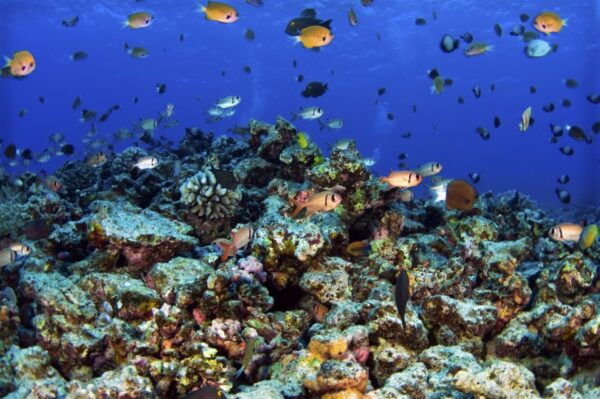 South Maui: Premium Turtle Town Kayak and Snorkel Tour - Expert Tour Guide