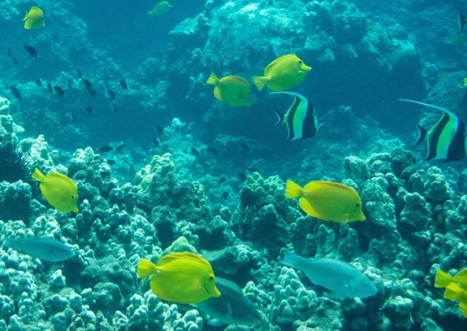 South Maui: Snorkeling Tour for Non-Swimmers in Kihei - Important Information