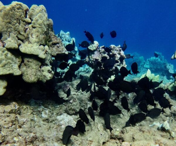 South Maui: Snorkeling Tour for Non-Swimmers in Kihei - The Sum Up