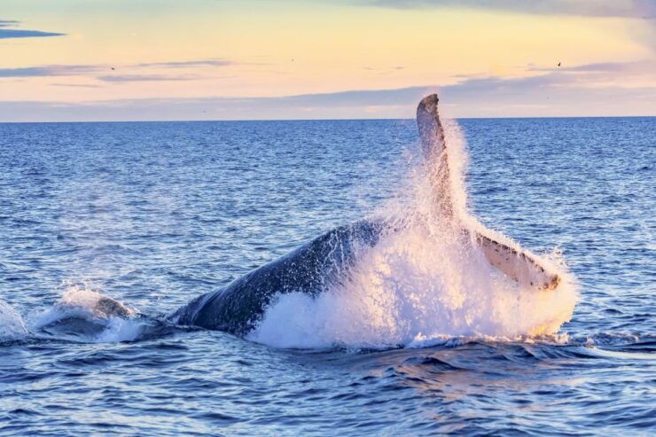 South Maui: Whale Watch Kayaking and Snorkel Tour in Kihei - Activity Details
