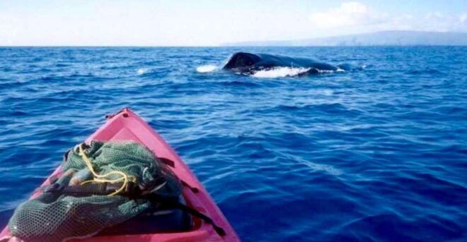 South Maui: Whale Watch Kayaking and Snorkel Tour in Kihei - Full Description