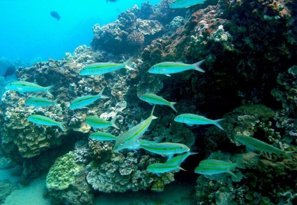 South Maui: Whale Watch Kayaking and Snorkel Tour in Kihei - Common Questions