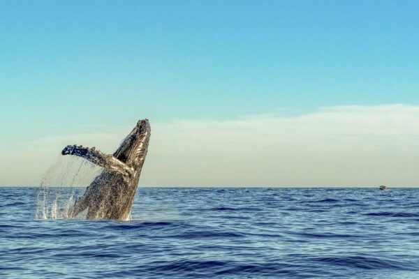 South Maui: Whale Watch Kayaking and Snorkel Tour in Kihei - The Sum Up